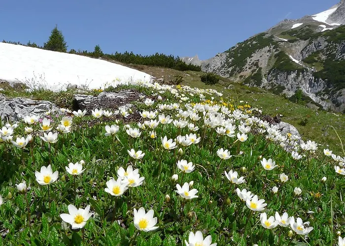 Spisshof * Гринс